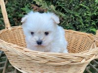 Kar beyaz kore maltese bebek
