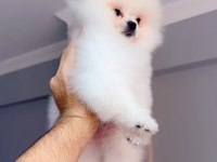 Pomeranian boo Teddy Yüz