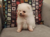 DİŞİ 2.5 AYLIK POMERANİAN BOO YAVRUMUZ