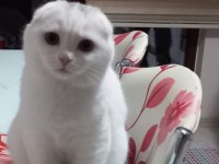 2 yaşında dişi kızlarımız scottish fold