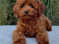 Red Brown Mini Poodle Bebekler