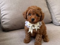Toy Poodle Bebekler