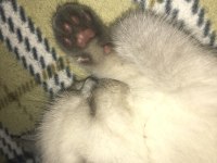 2 Aylık British Shorthair Erkek