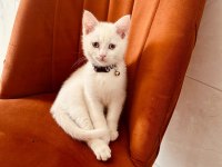 Safkan British Shorthair Bluepoint