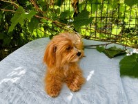 TOPLU 4 ADET ERKEK MALTİPOO