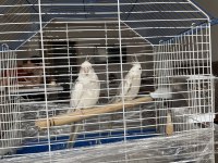 Sultan papağanı 6 aylık