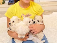 Minyatür maltese köpekler