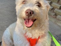 Maltese Yavrularımız