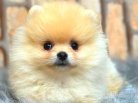 Ayı surat pomeranian boo