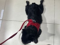 FLUFFY FRENCH BULLDOG