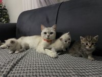 Mükemmel annelik yapan genç dişi kedimiz