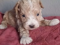 Maltipoo köpekler