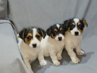 Jack Russell Kızlar