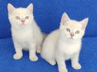 YENİ YUVASINA GİTMEYE HAZIR  BRİTİSH PONÇİK