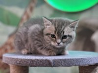 British shorthair silver tabby