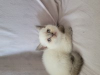 Güzel british shorthair yavrular