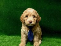Maltipoo Minikler