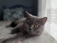 2 yaşında british shorthair