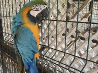 Ara Macaw Papağanımız