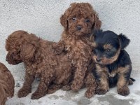 RED BROWN TOY POODLE