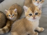 2 Aylık British Shorthair Kedilerimiz Yuvalarını Arıyor
