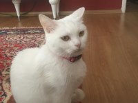Altı adet yavru kedi bir adet anne kedimiz