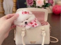 MİKRO BOY PRENSES POMERANİAN
