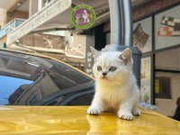 A+ KALİTE BRİTİSH SHORTHAİR BEBEĞİMİZ