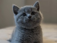 SAFKAN BRİTİSH AAA KALİTE YAVRULARIM