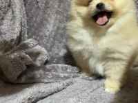 Pomeranian boo