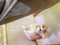 Kedimiz leo kendine yeni yuva arıyor