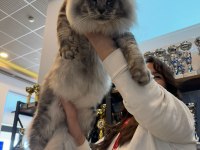 Onlar beklenen maine coon yavrular