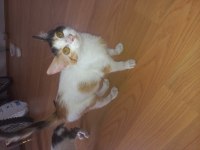 Acil ücretsiz yavru kedi sahiplendirme