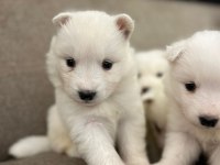SAMOYED KARTOPU BEBEKLER