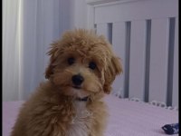 Sevimli Maltipoo