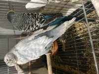 Show jumbo takım muhabbet kuşu