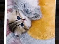British longhair Black golden minicik sevimli bebek