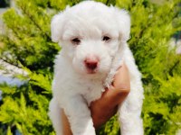 Terrier Yavrular