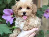 SAFKAN MALTİPOO BEBEKLERİM