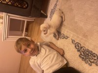 Chihuahua 3 aylık dişi