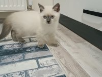 British shorthair blue point