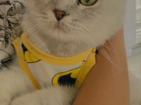 Çok akıllı, söz dinleyen scottish fold