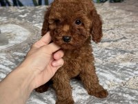 TOY POODLE YAVRULAR