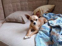 A kalite chihuahua