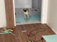 Linda 1.5 yaşında pug köpeği