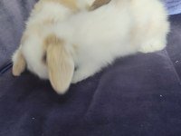 Orjinal Hollanda teddy lop yavru tavşanlar