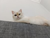 Güzel british kızımız Dori