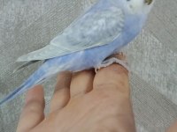 30 günlük erkek yavru muhabbet kuşu