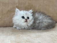 Eşsiz Güzellikte Chinchilla Silver Yavrum