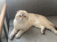 Scottish fold 1 yaşında